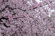 image0256