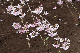 image0259