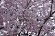 image0267