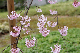 image0272