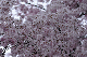 image0274