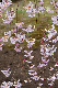 image0275