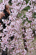 image0278