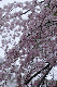image0279