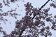image0297