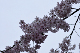 image0300