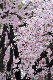 image0306