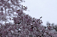 image0321