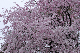 image0337