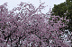 image0339