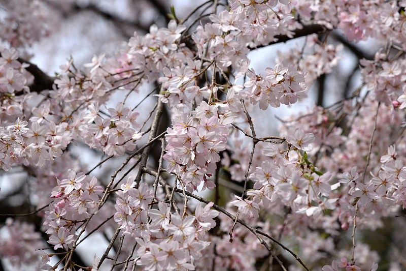 image0177