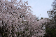 image0187
