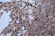 image0194