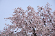 image0198
