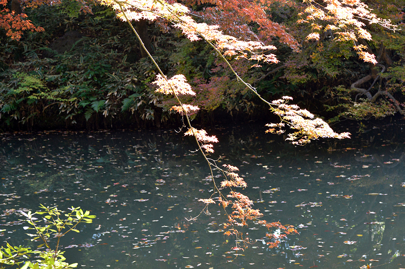 image0155