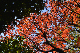 image0133