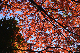 image0139