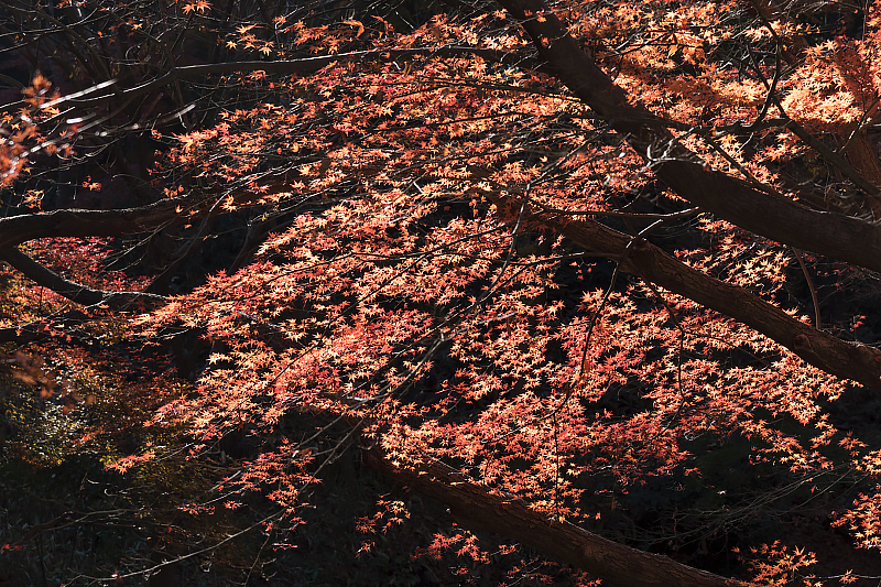 image0208
