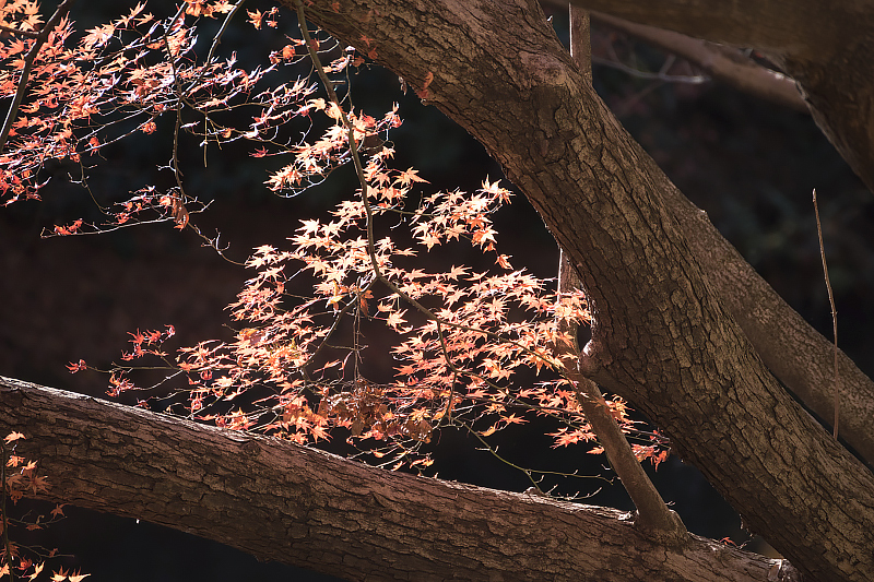 image0212