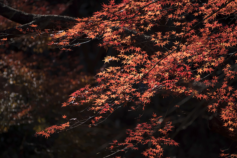 image0213
