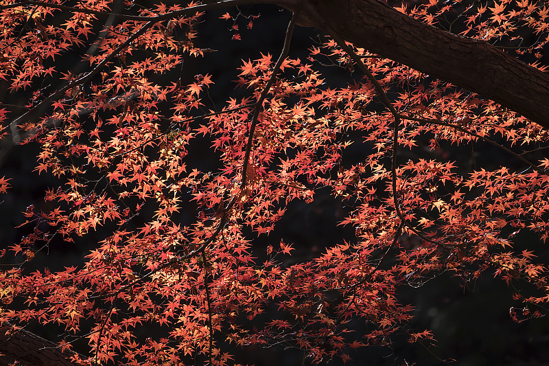 image0215