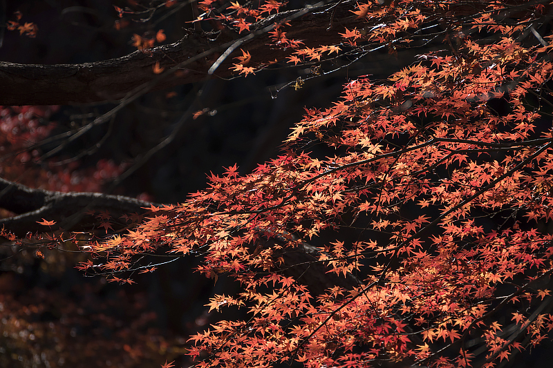 image0217