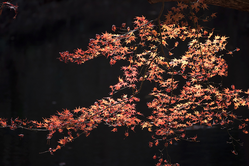 image0218
