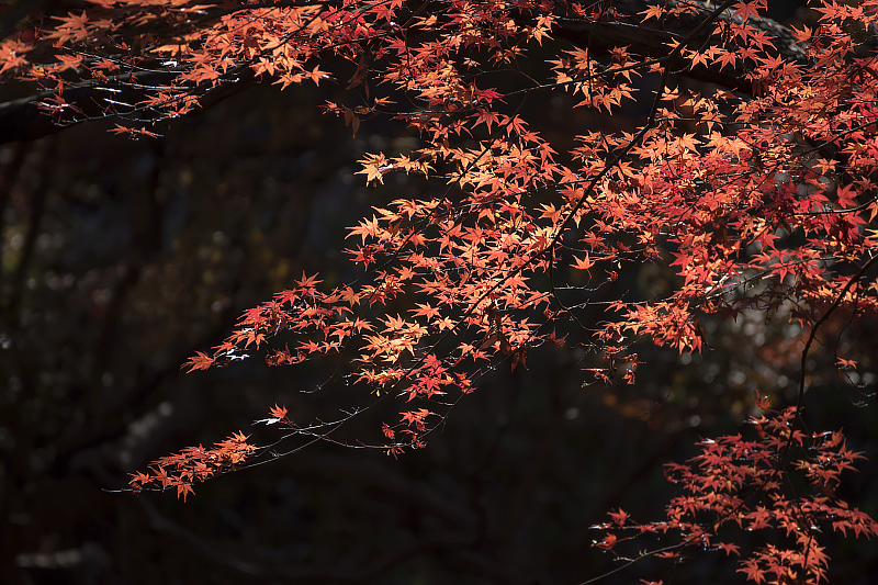 image0219