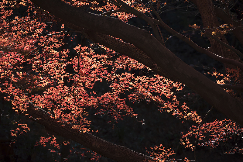 image0220