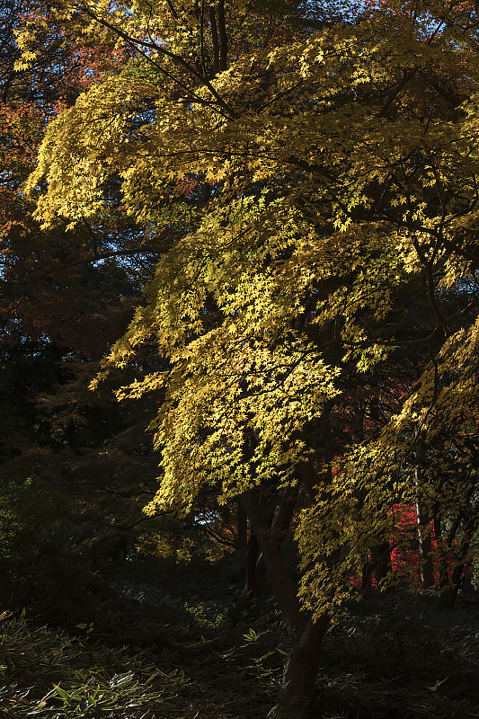 image0243