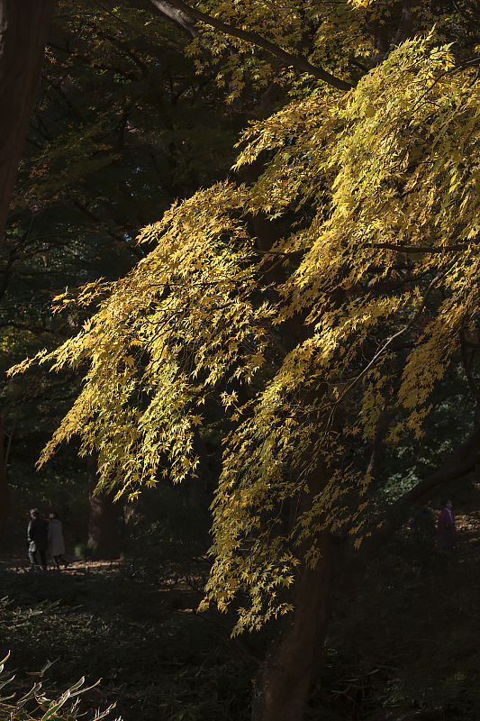 image0245