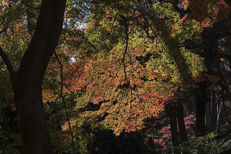 image0335