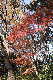 image0195
