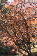 image0199