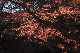 image0221