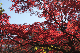 image0246