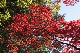 image0247
