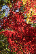 image0261