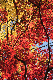 image0262