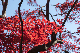 image0263