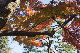 image0275