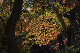 image0335