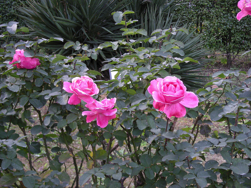 image0066