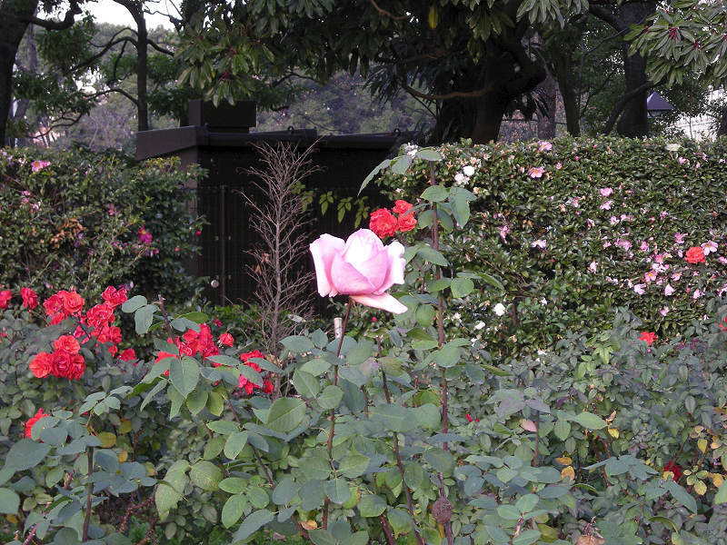 image0073
