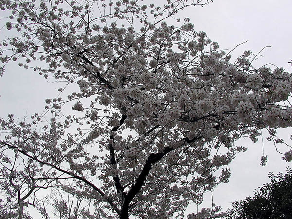 image0005