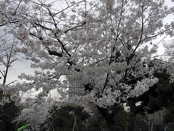 image0006