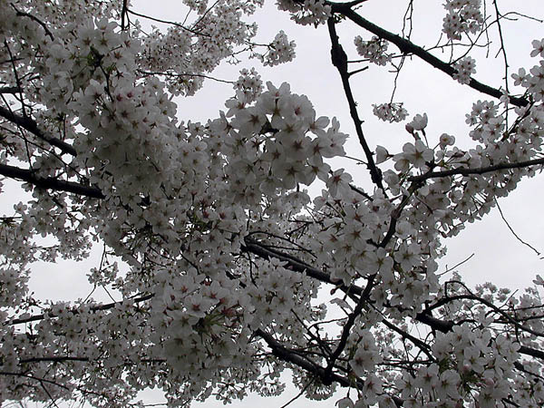 image0007