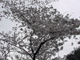 image0005
