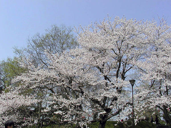 image0040