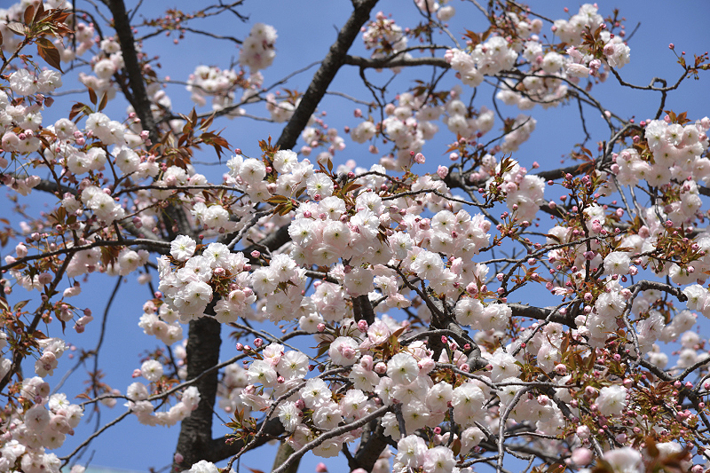 image0242